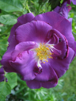 Rhapsody_in_Blue_4.jpg
