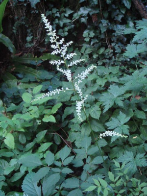 Astilbe_x_wer.jpg