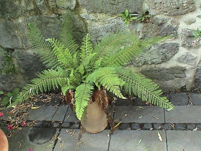 Farnvielfalt_10.jpg