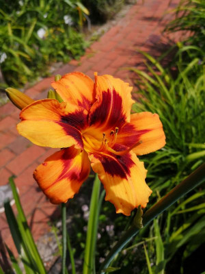 IMG_20190618_120051.jpg
