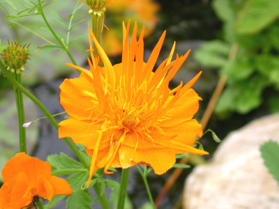 Trollius_chinensis_Orange_Queen.jpg