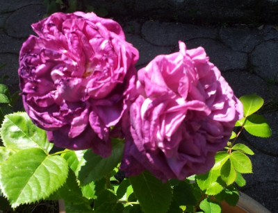 Parfum Flower Circus 20190618_123234.jpg