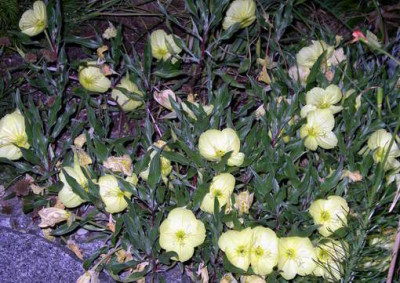 Oenothera_macrocarpa_Greencourt_Lemon_2007-06-10.JPG