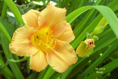 fruehes orange 06 2019.jpg