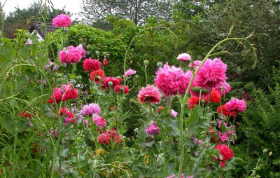 Papaver_somniferum_Juni_2007.jpg