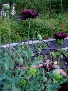 Black_Paeony.jpg