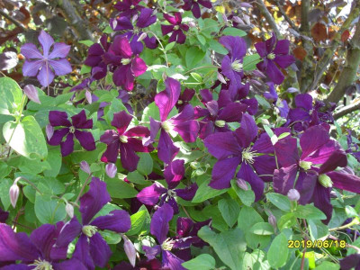 Clematis an Lucia 2019.jpg