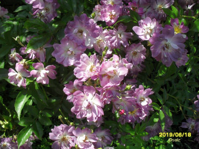 Veilchenblau 06 2019.jpg