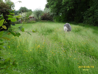 Schafattrappe im Schaugarten 06 2019.jpg
