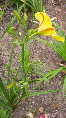Unbekannte_Hemerocallis_1.jpg