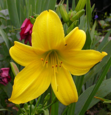 Unbekannte_Hemerocallis_2.jpg