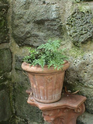 Farnvielfalt_11.jpg