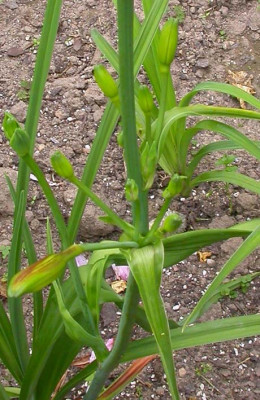 Unbekannte_Hemerocallis_Knospenansatz.jpg