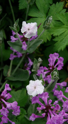 lychnis_coronaria_weiss_net.jpg