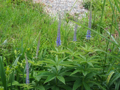 Veronicastrum sachalinense [2018 Hermannshof] P6180003.JPG
