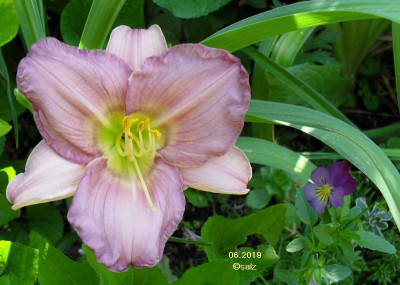 fruehes fliederlila 06 2019.jpg