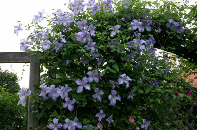 Cl.vit.Emilia_Plater0107.jpg