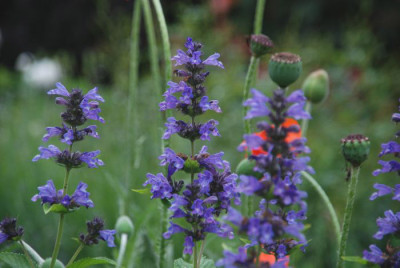 nepeta_kubanica_schoen.jpg