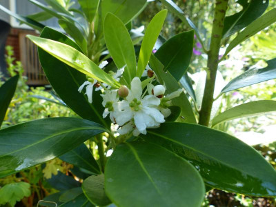 P1020590.JPG