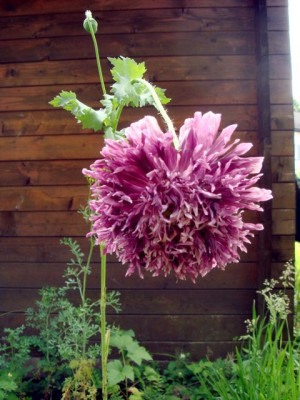 Mohn_rose.jpg