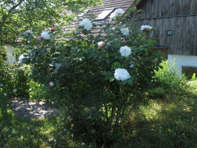 louisebugnet171.img.JPG