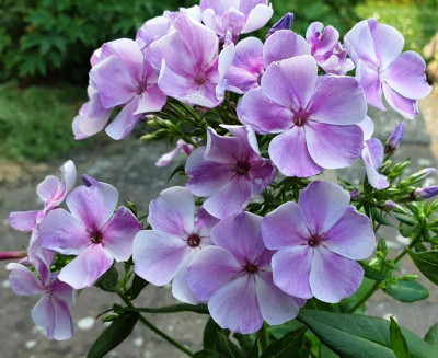 20190619_125802.jpg
