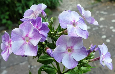 20190619_125827.jpg