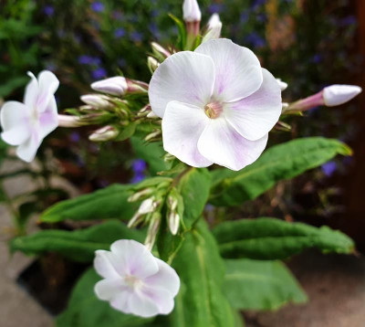 20190619_154111.jpg