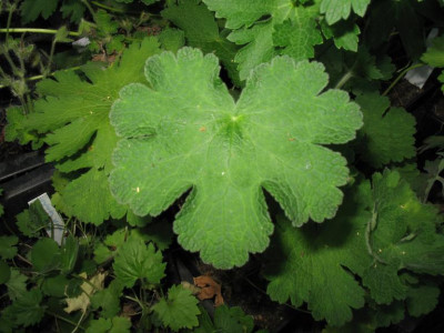 Geranium_platypetalum_A_01.jpg