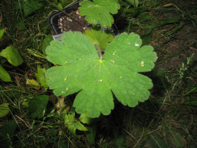 Geranium_platypetalum_B_01.jpg