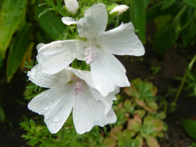 Malva moschata 'Alba', Weiße Moschus-Malve.jpg