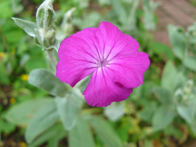 Lychnis coronaria  Vexiernelke.jpg