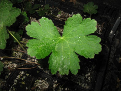 Geranium_platypetalum_C_01.jpg