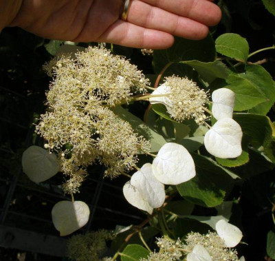 schizophragma_hydrangeoides_2007-06-08.jpg