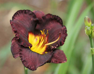 Oirlicher_Black_Ilse_7314.jpg