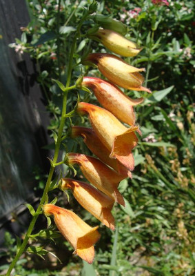 Digitalis obscura19.jpg