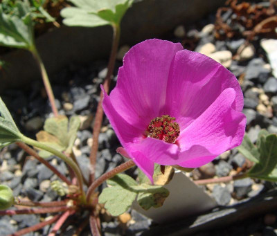 Tarasa humilis19.jpg