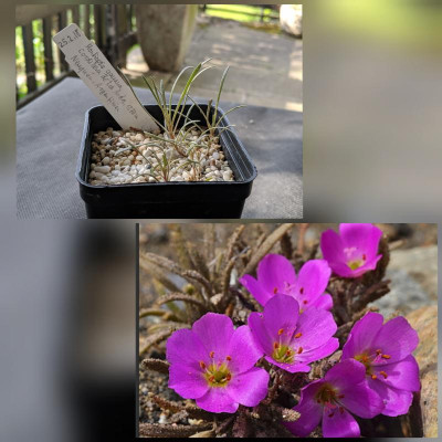 CollageMaker_20190619_174151971.jpg