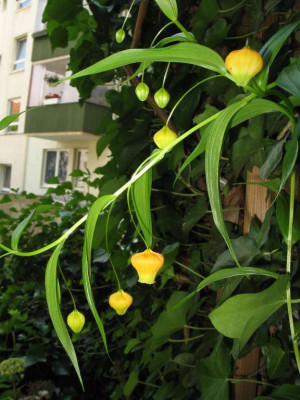 Sandersonia_aurantiaca_01.jpg