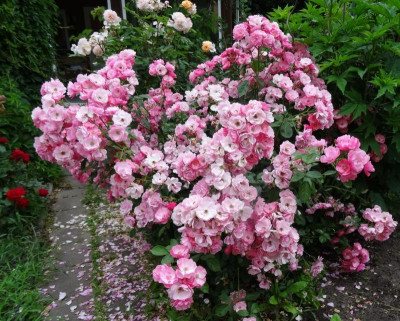 rosen10.jpg