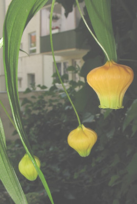 Sandersonia_aurantiaca_02.jpg