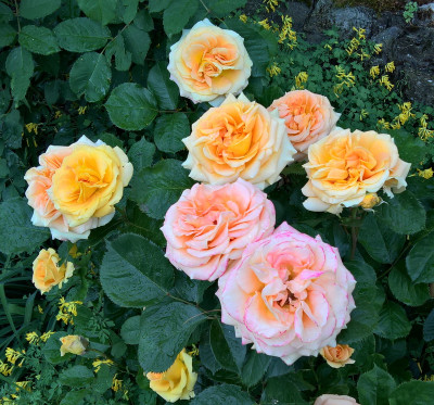 caramella20190618.jpg