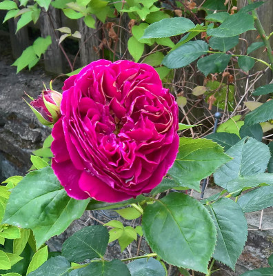 fallstaff20190620.jpg