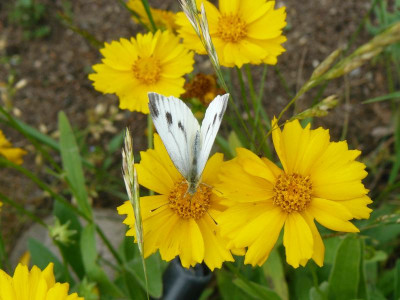 Pieris_rapae Kleiner Kohlweißling.jpg