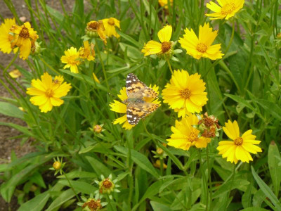 (Vanessa cardui, Syn. Cynthia cardui)  Distelfalter.jpg