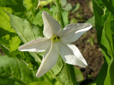 Nicotiana alata  geflügelter Tabak.jpg