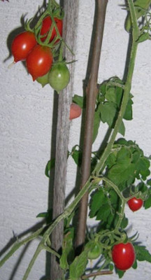 06_11_wintertomate_aus_06.jpg