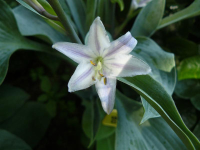 Hosta Blue Diamond.jpg