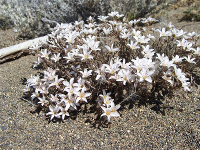 Montiopsis-gayana falsch.jpg