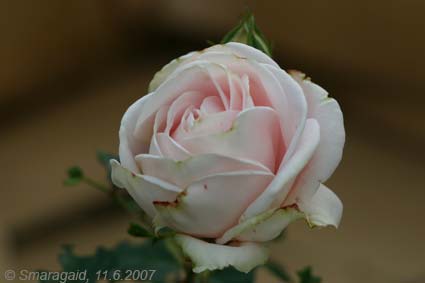 Perle-dAmour-2007-06-11_8501.jpg
